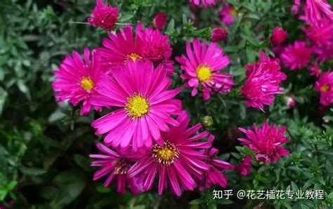 菊科植物有哪些|【花材认识】30种菊科植物介绍~